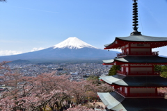 忠霊塔の桜