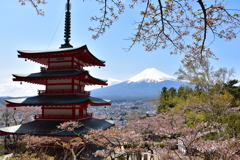 忠霊塔と桜
