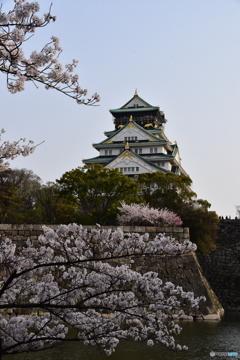 大坂城公園の桜