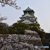 大坂城公園の桜