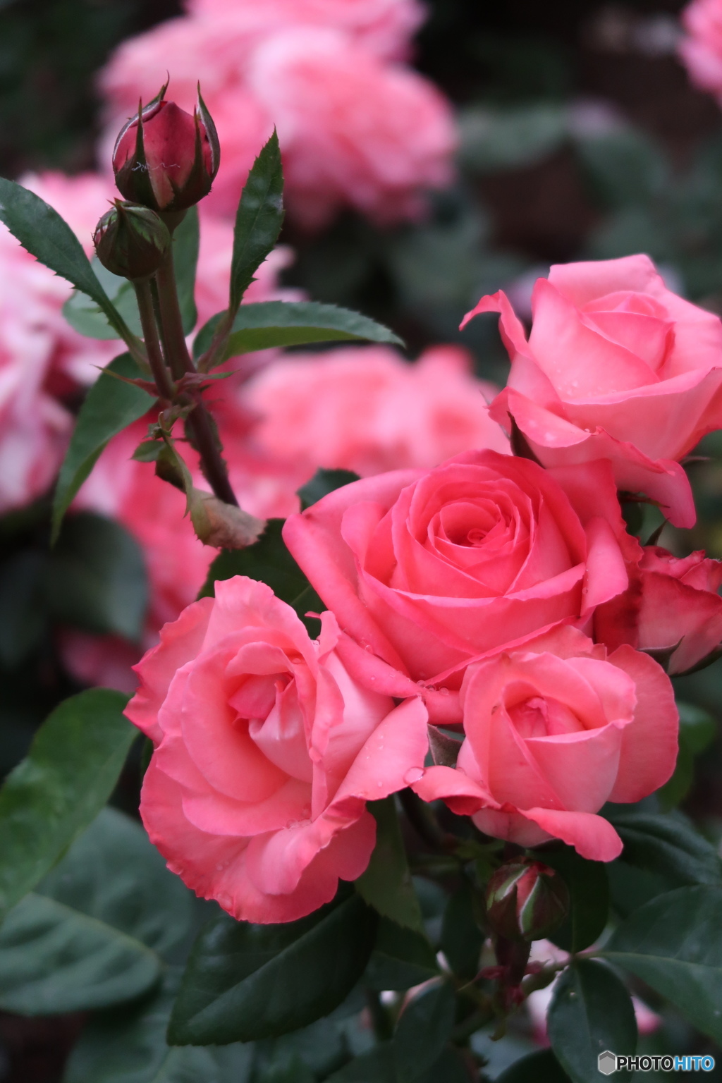 雨上がりの薔薇②