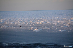 網走の流氷⑦