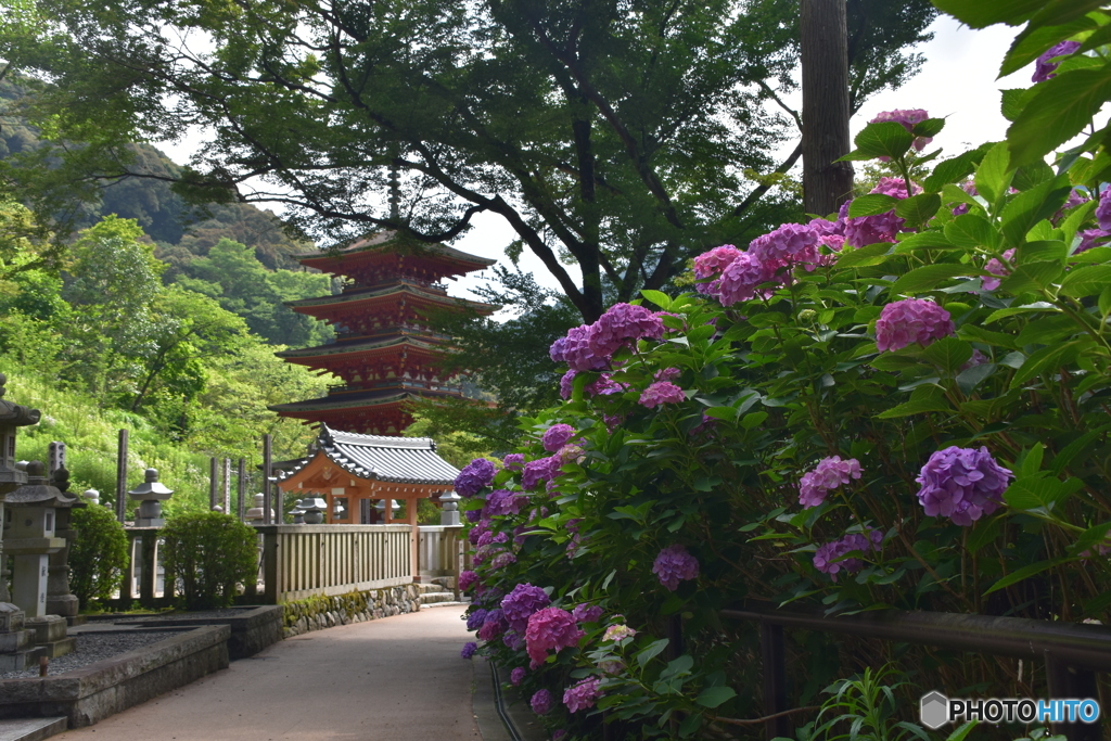 長谷寺のアジサイ①
