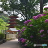 長谷寺のアジサイ①