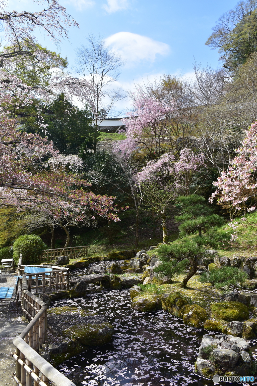 長谷寺の桜⑤