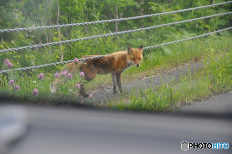 大雪山のキタキツネ