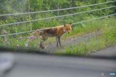 大雪山のキタキツネ