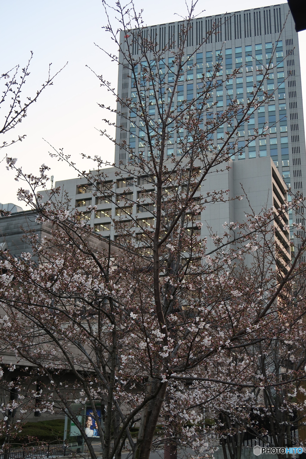 淀屋橋の桜、開花をはじめました②
