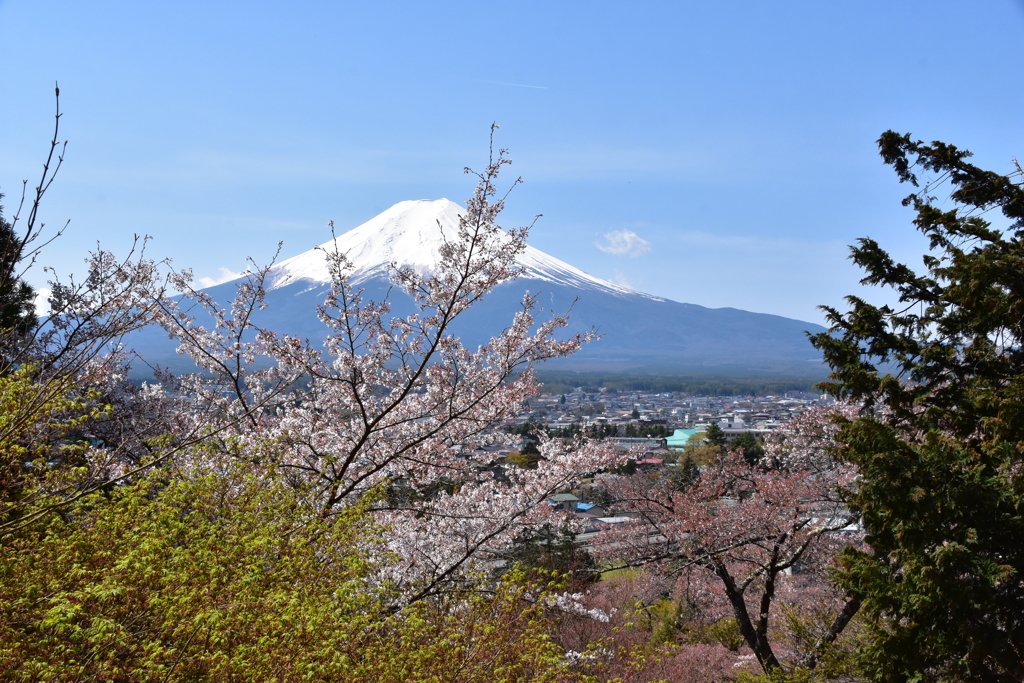 富士吉田の桜