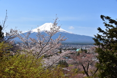 富士吉田の桜