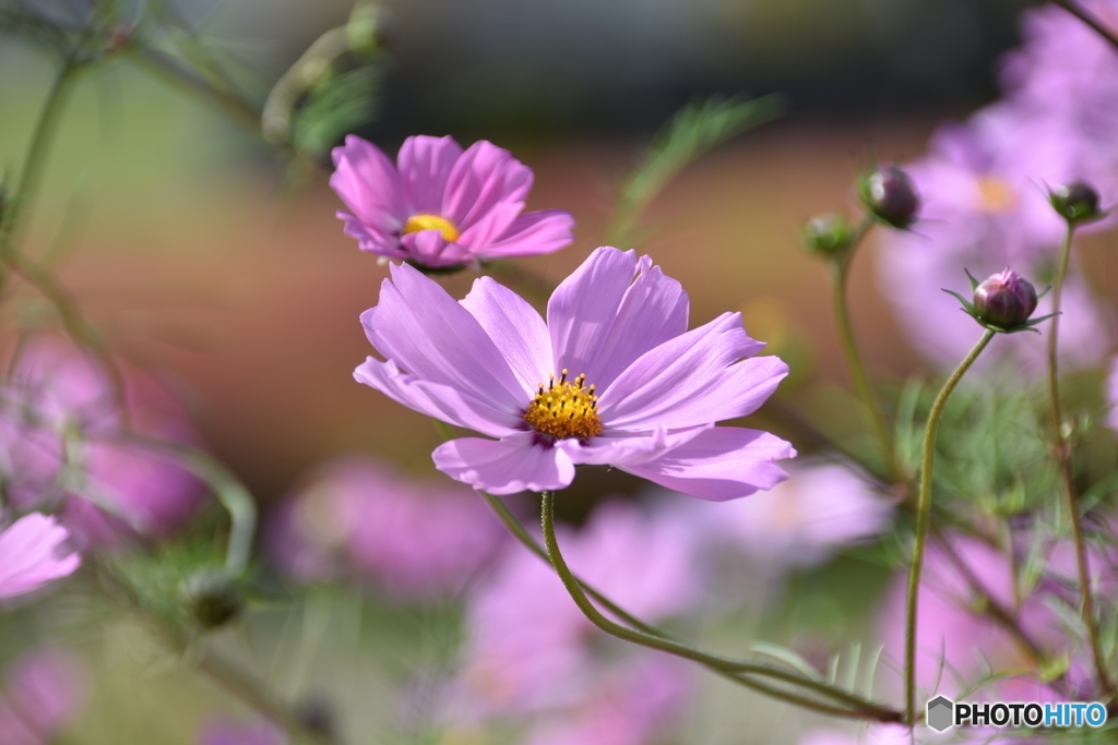 大石公園の花（2017年10月8日）