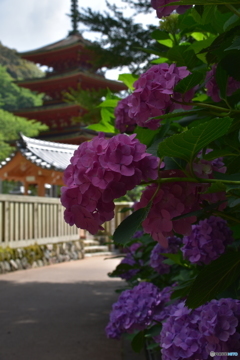 長谷寺のアジサイ④