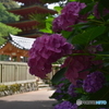 長谷寺のアジサイ④