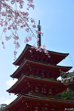 長谷寺の桜⑥