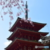 長谷寺の桜⑥
