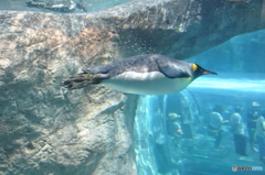 ペンギン空を飛ぶ