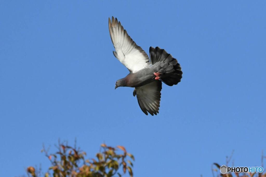 飛立つ鳩③