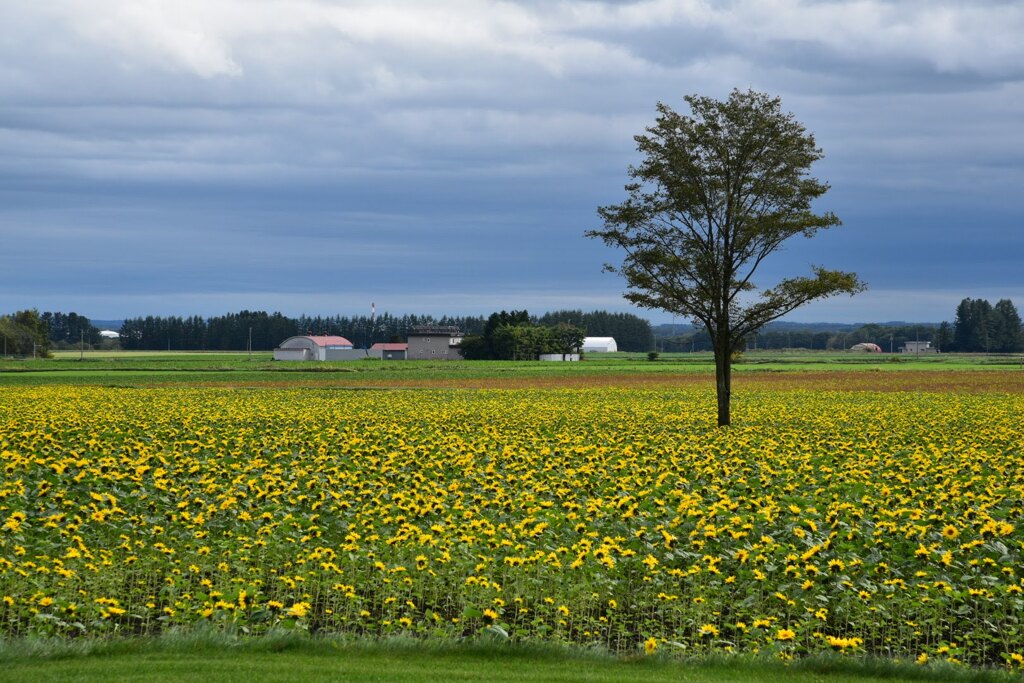 十勝のヒマワリ