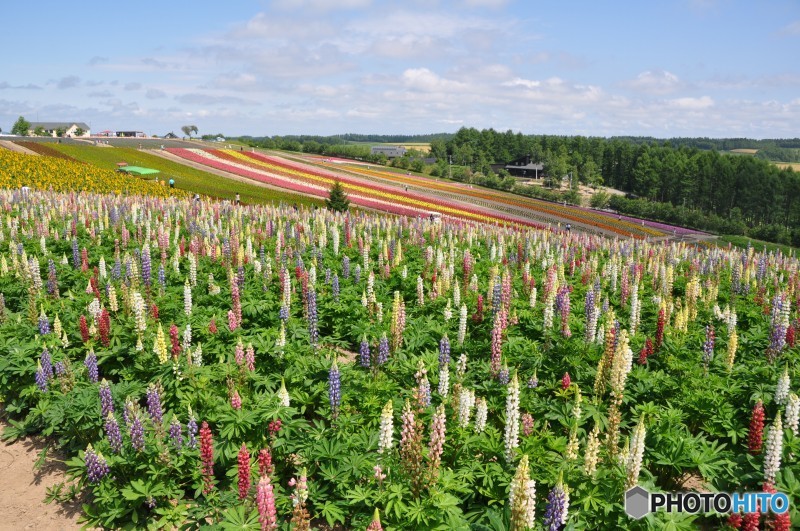 夏の四季彩の丘（ルピナス）