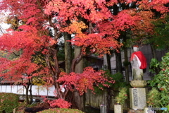 和歌山県高野山の紅葉④
