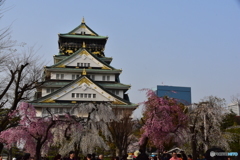 大阪城の桜