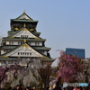 大阪城の桜