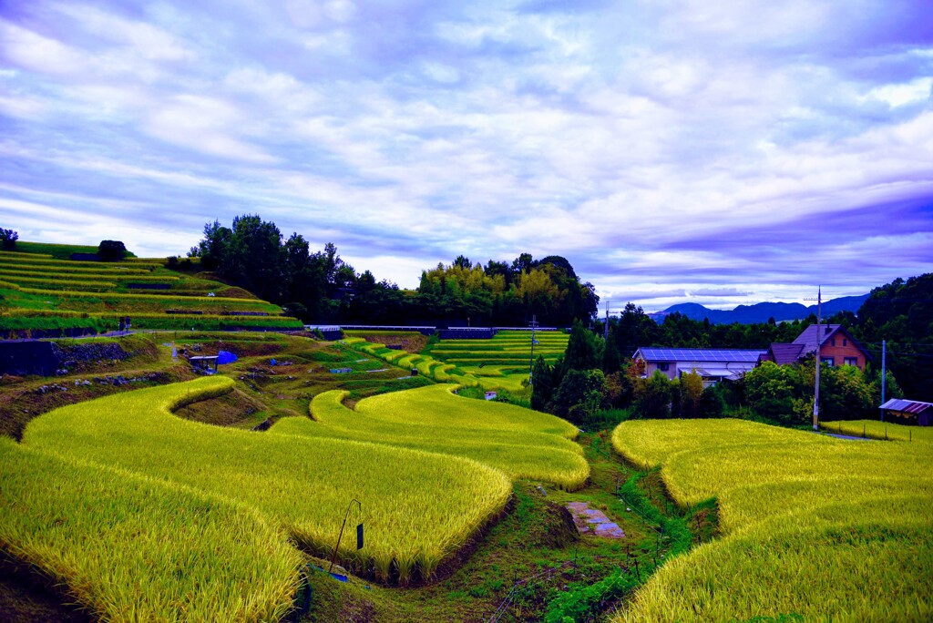 千早赤阪村の棚田