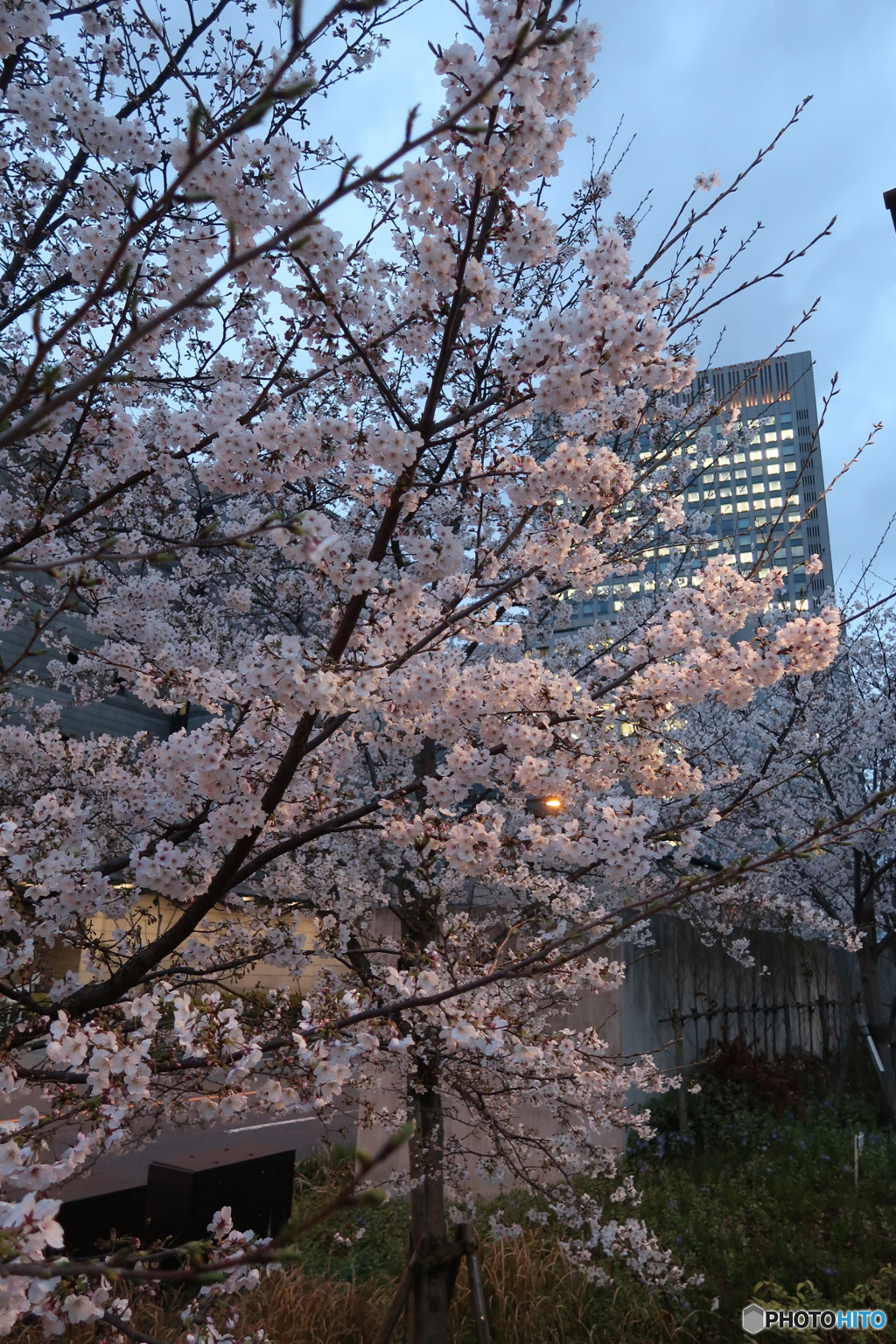 淀屋橋の桜、満開です！