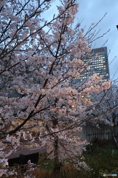 淀屋橋の桜、満開です！