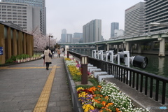 淀屋橋の桜２