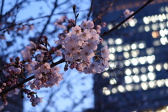 淀屋橋の桜、一気に咲き始めました3