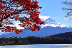 河口湖の紅葉