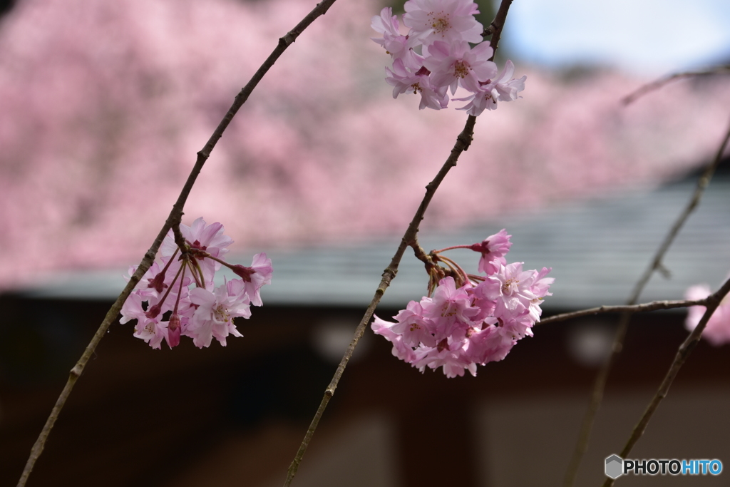 長谷寺桜④