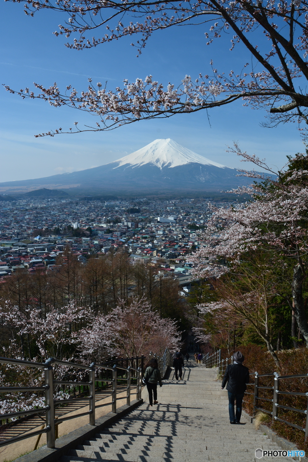 桜も富士山も綺麗じゃ