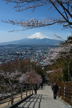 桜も富士山も綺麗じゃ