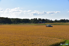 北海道の稲刈