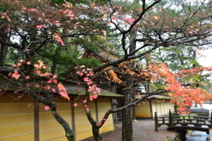 和歌山県高野山の紅葉①