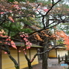 和歌山県高野山の紅葉①