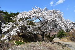 精進瑚の桜