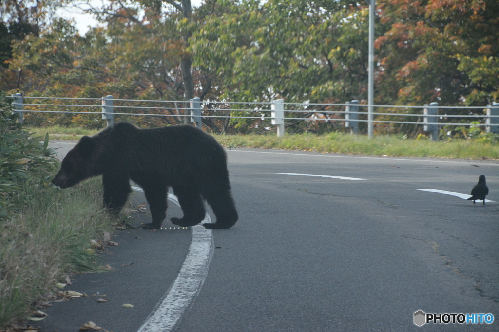 知床のヒグマ②カラスが車をガードしています。