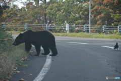 知床のヒグマ②カラスが車をガードしています。