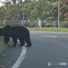 知床のヒグマ②カラスが車をガードしています。