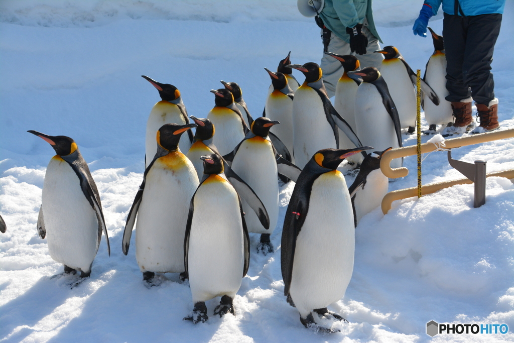 ペンギンの行列誰が先頭？