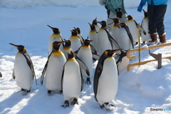 ペンギンの行列誰が先頭？