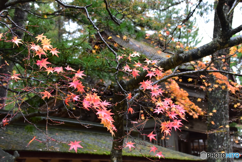 和歌山県高野山の紅葉②