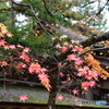 和歌山県高野山の紅葉②