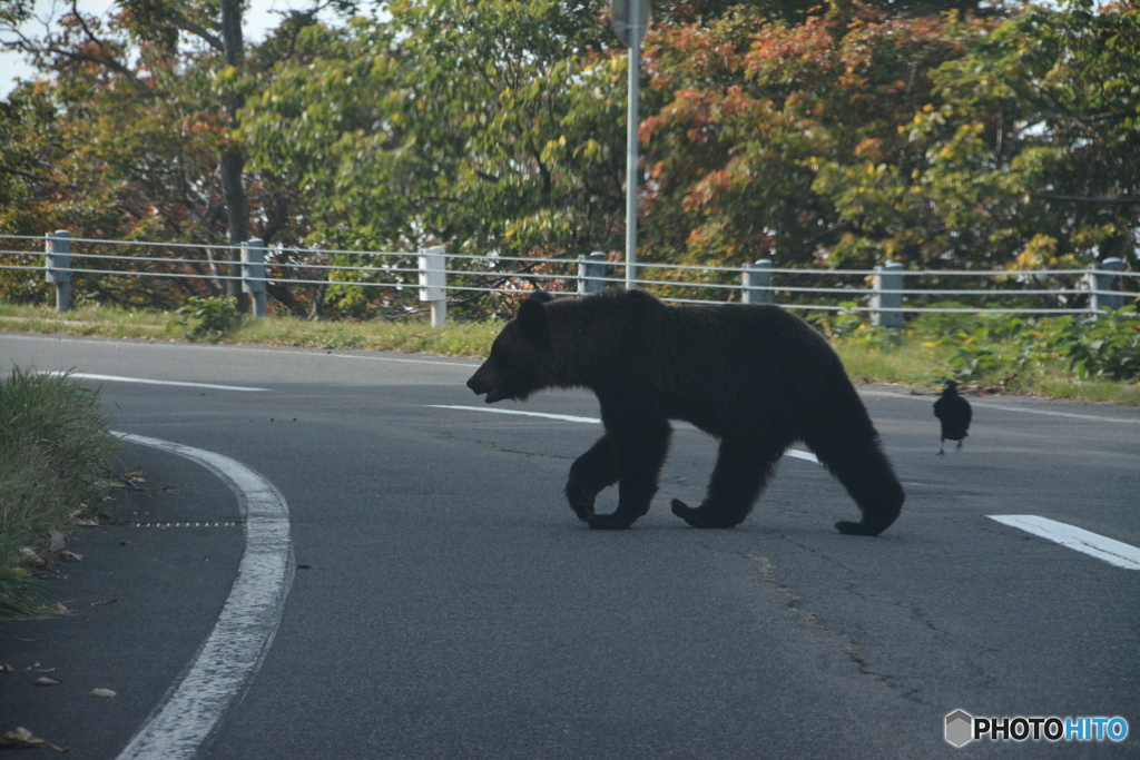 知床のヒグマ①