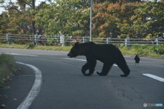 知床のヒグマ①