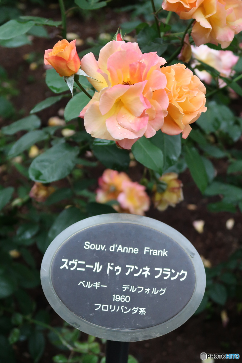 雨上がりの薔薇①