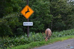 知床のエゾシカオス